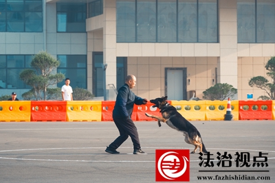 图为警犬训导项目，警犬正在展示扑咬动作.jpg