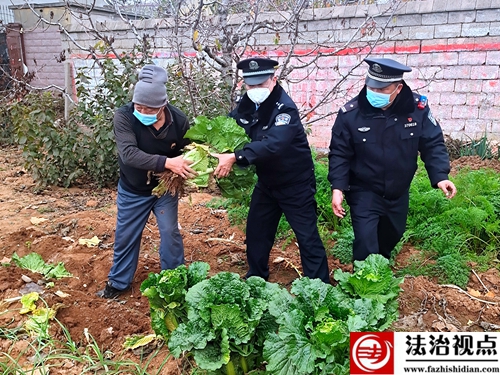 11月27日，枣庄市公安局山亭分局水泉派出所民辅警在巡逻途中，帮助化石岭村村民抢收白菜。.jpg